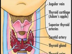 Какие гормоны щитовидной железы наиболее важны и значимы для организма?