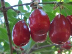 ягода кизил полезные свойства