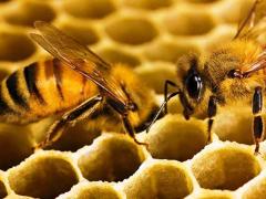 физиологические адаптации, примеры, пчелы
