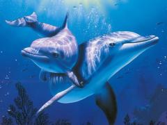 физиологические адаптации, примеры дельфины