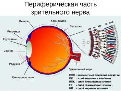 функции зрительного нерва