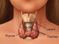 перешеек щитовидной железы