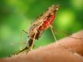 Малярия является опасным инфекционным заболеванием