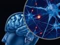 Человеческий мозг является уникальным органом