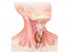 Где щитовидная железа расположена
