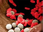 как поднять лейкоциты в крови