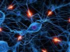 Автономная нервная система регулирует висцеральные функции