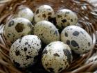 Польза перепелиных яиц известна всем людям