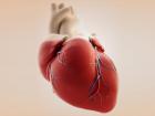 Сердце является важнейшим органом в работе организма
