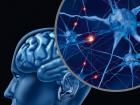 Человеческий мозг является уникальным органом