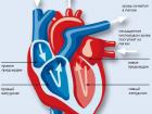 Сердце человека состоит из четырех отделов