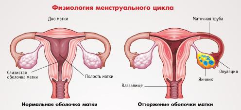 менструация 2 дня