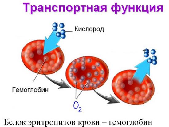 как увеличить гемоглобин в крови