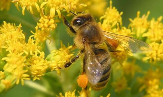 пчелиная пыльца для детей