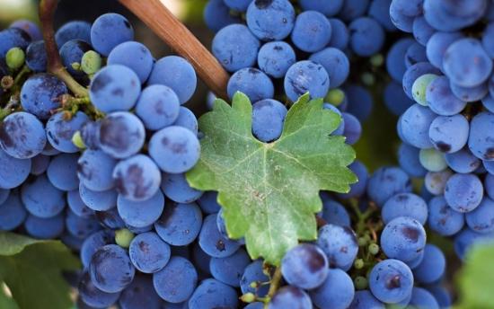 виноград винных сортов