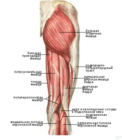мышцы бедра