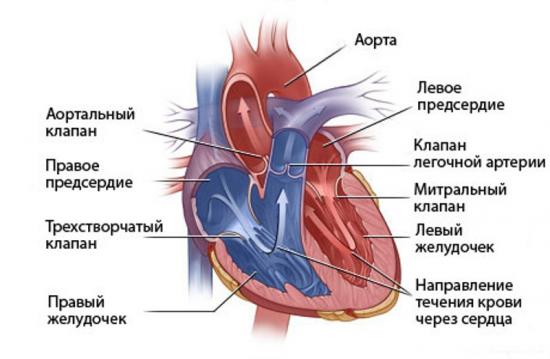 порок сердца