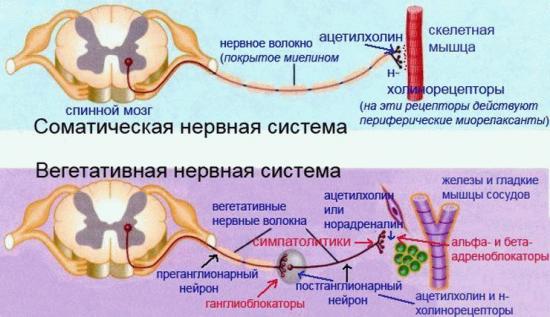 соматическая и вегетативная нервная система