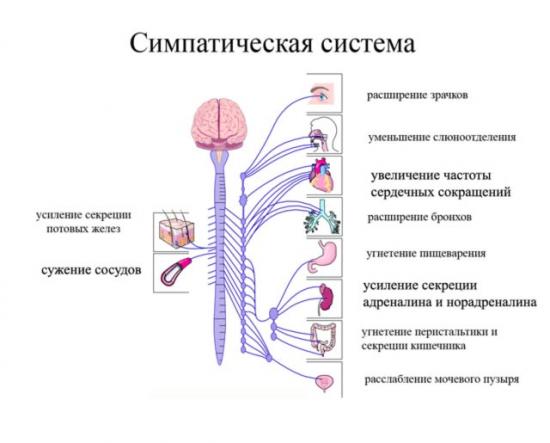 симпатическая нервная система