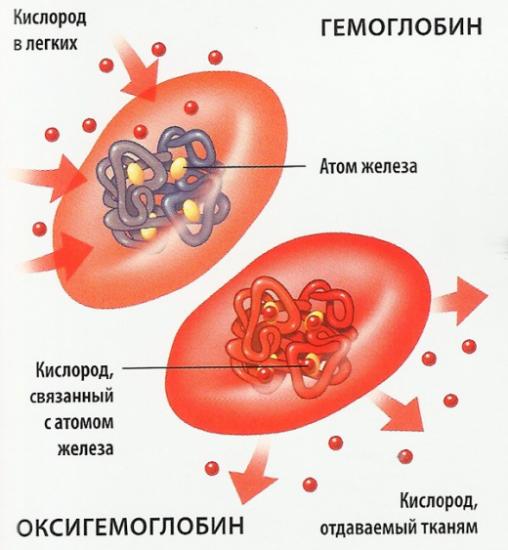 роль железа к системе кровообращения