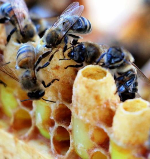 Маточное пчелиное молочко и мед для лечения увеличенной печени