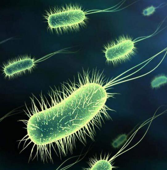 Бактерия имеет длительный жизненный цикл